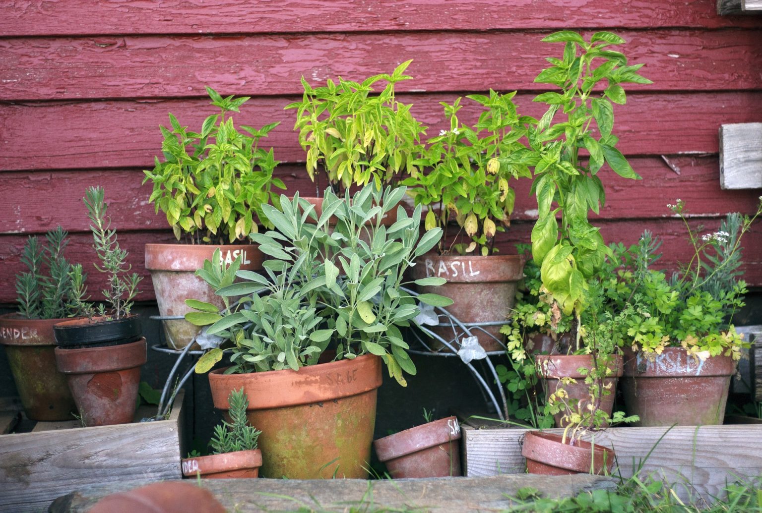 Quelles plantes choisir pour terrain humide ?