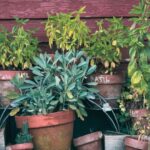 Cueillir les plantes médicinales : le calendrier des récoltes