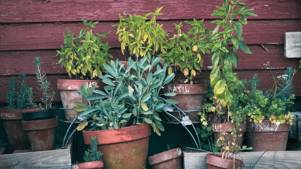 Comment entretenir ses plantes d'intérieur ? - Blog jardinage