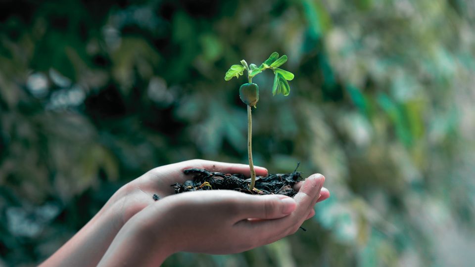 Comment cueillir et protéger nos plantes médicinales ? Deux