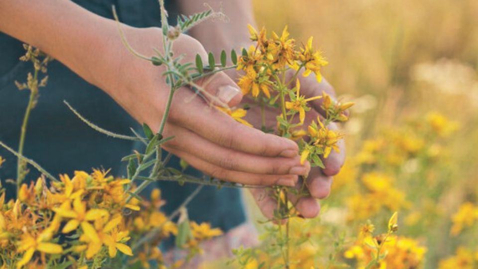 10 plantes aromatiques à faire pousser au jardin - Marie Claire