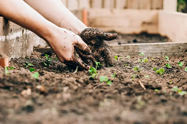 Ateliers sur les plantes médicinales